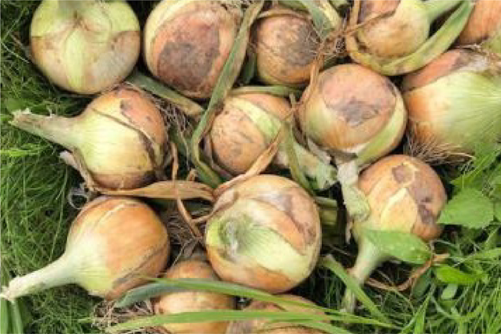 たまねぎサブ画像