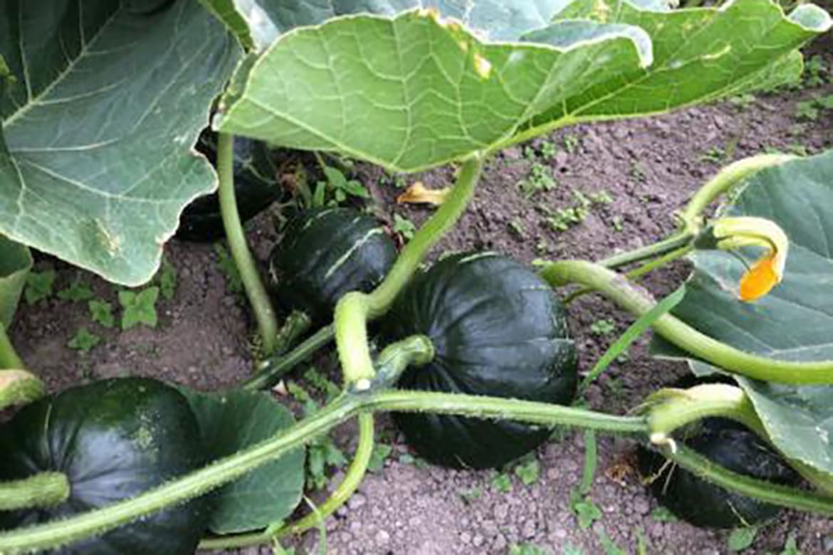 かぼちゃサブ画像